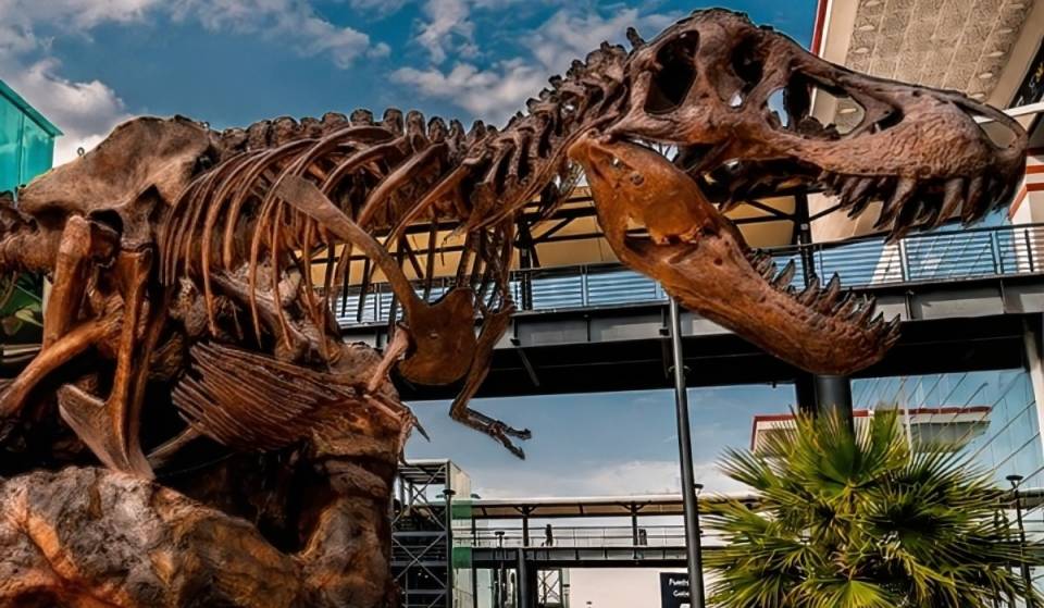 ¡Dinosaurios gigantes en el AIFA! La exposición de Coahuila que puedes visitar gratis en 2026