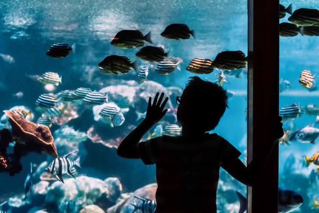 Michin CDMX Aquarium summer rates