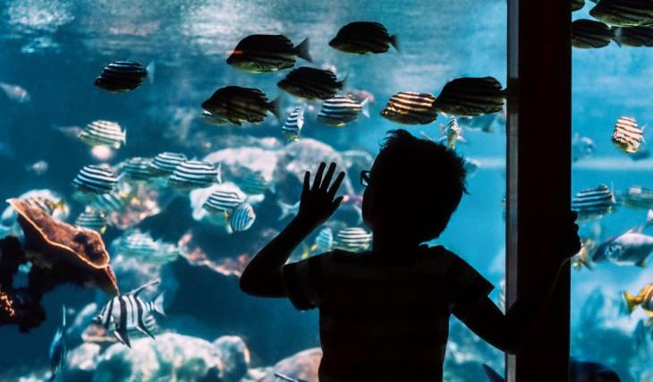 ¡Desde $99 pesos! El truco de horarios para entrar al Acuario Michin este verano