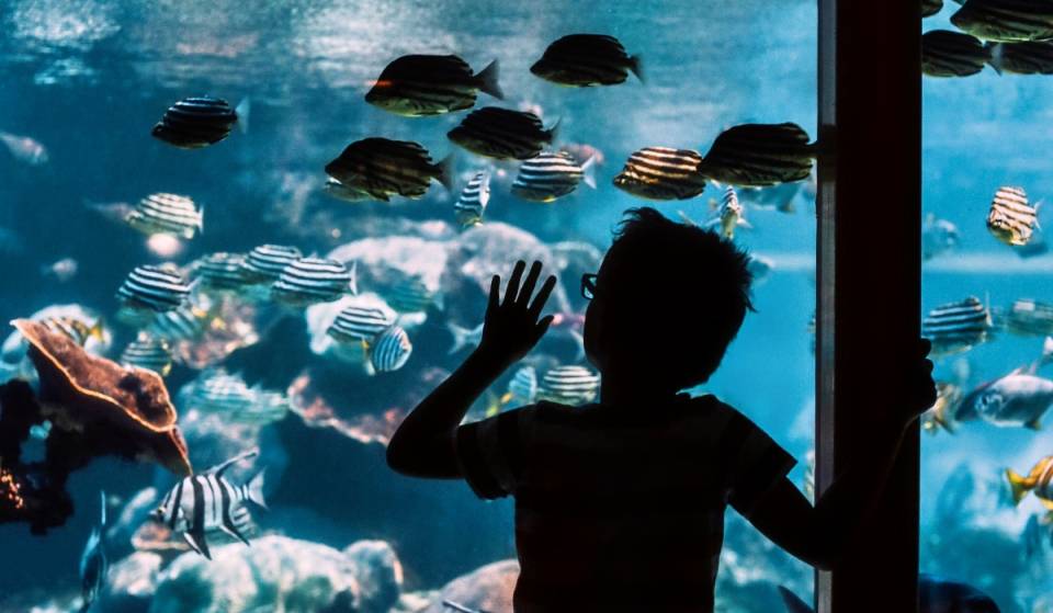 ¡Desde $99 pesos! El truco de horarios para entrar al Acuario Michin este verano