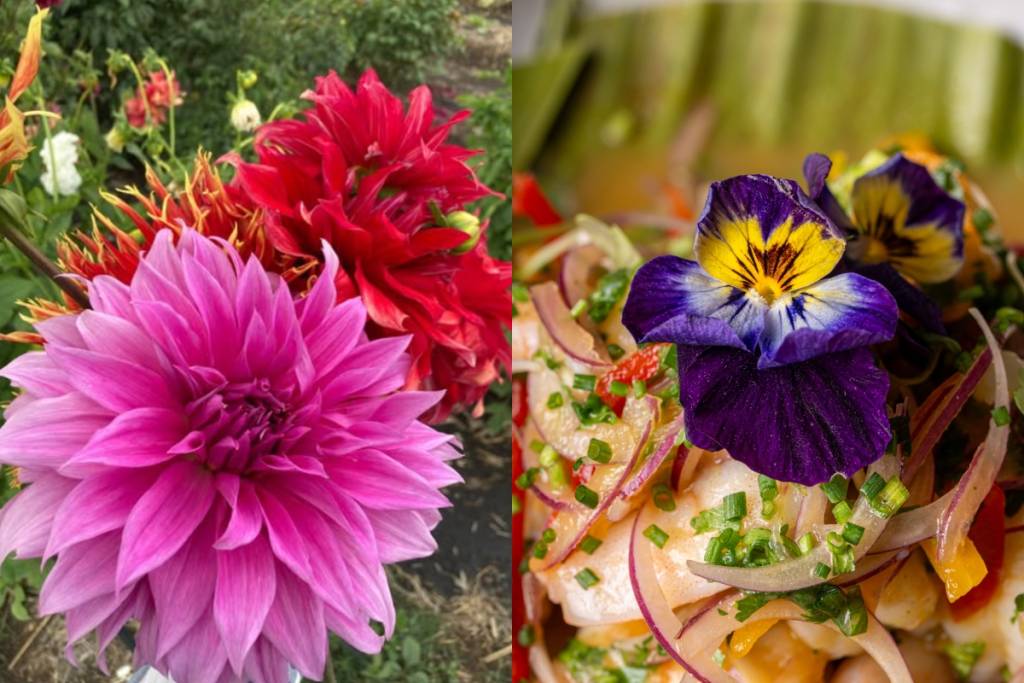 Harvesting edible flowers