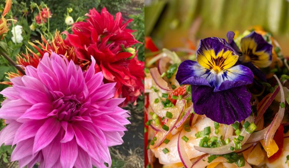 ¡Cosecha flores comestibles! El plan orgánico y secreto en el sur de la CDMX