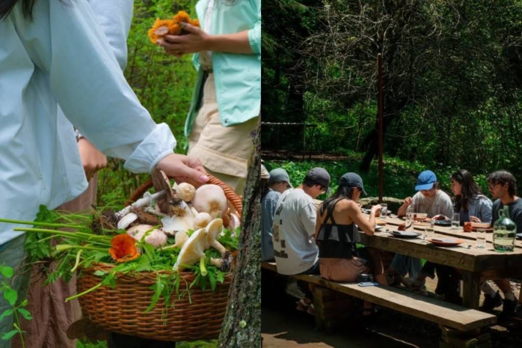 Mushroom Foraging at CUBO