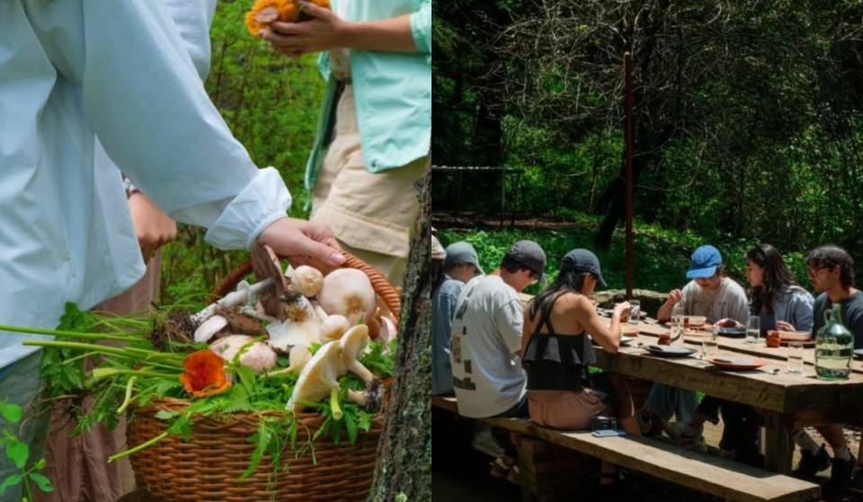 La temporada más esperada: lánzate a recolectar hongos silvestres en este bosque del Edomex con desayuno incluido