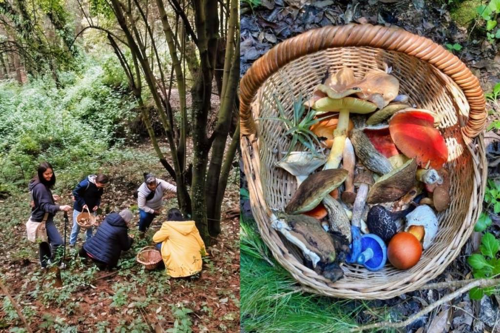 Mycological Tour with the Pjiekakjoo Mushroom Gatherers