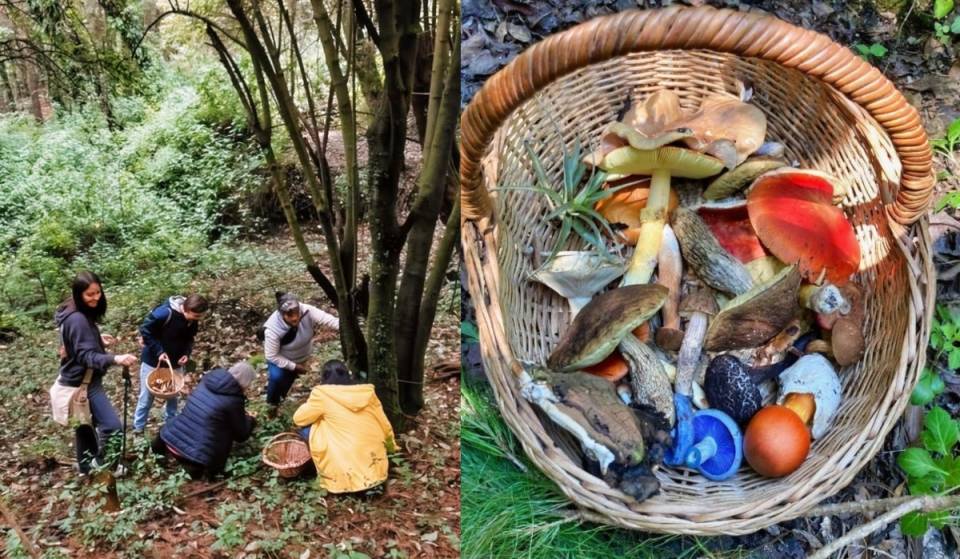 An ancestral journey just two hours from Mexico City to discover the secrets of wild mushrooms