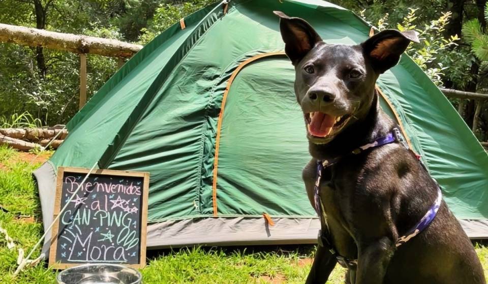 The only “Can-ping” in Mexico! Head out camping with your dog just 40 minutes from Mexico City
