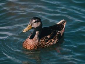 The Mexico City park that came back to life: migratory birds return following its restoration