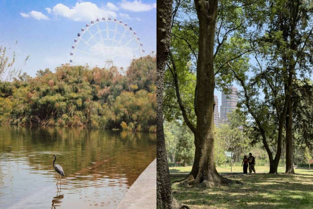 picnic chapultepec forest birds
