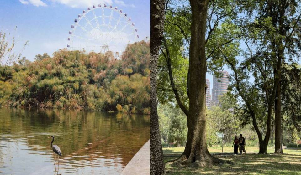 Habrá picnic y recorrido matutino en el Bosque de Chapultepec para contemplar aves migratorias