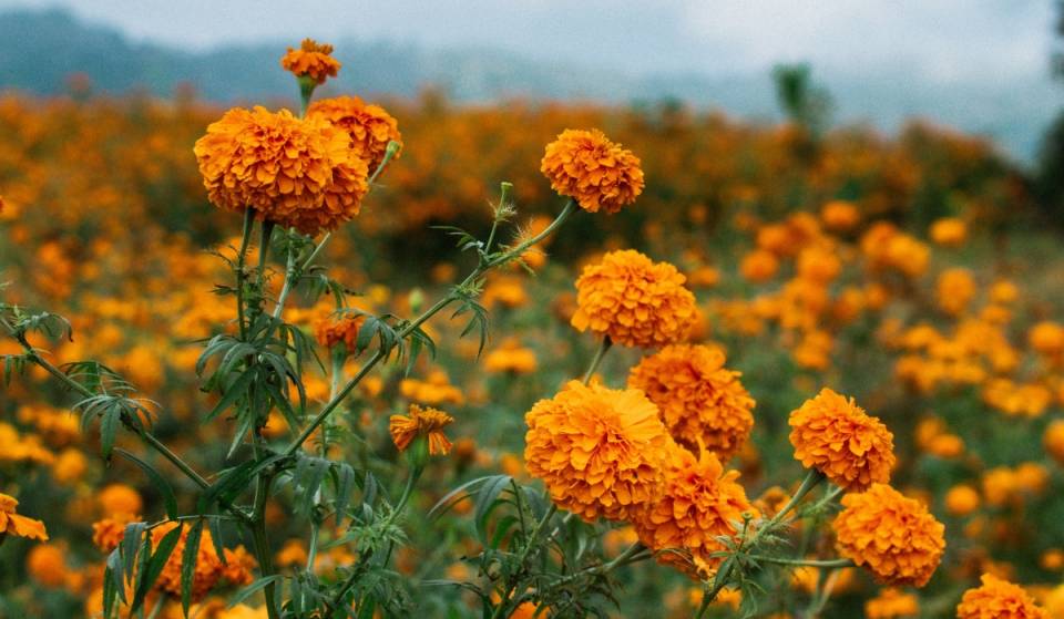 ¡Actividad gratis! Aprende a cultivar cempasúchil en el Bosque de Chapultepec