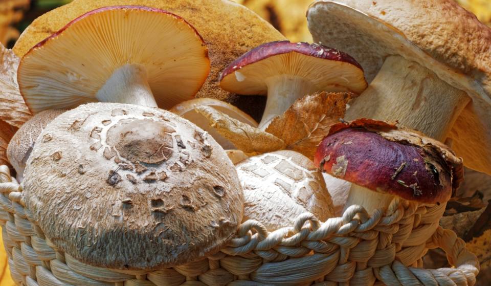 Tamales, helados y más platillos en la Feria de los Hongos Silvestres en Chapultepec: es este fin de semana y tendrá entrada libre