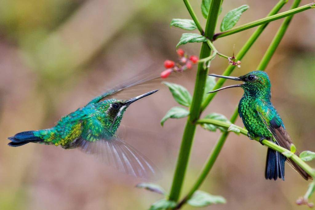 Hummingbirds in Chapultepec