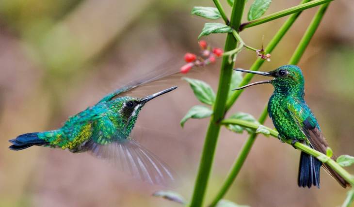 ¿Sabías que 1 de cada 5 especies de colibríes de México vive en el Bosque de Chapultepec?
