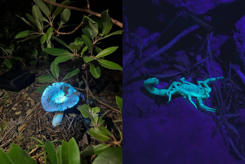 Fluorescent Forest