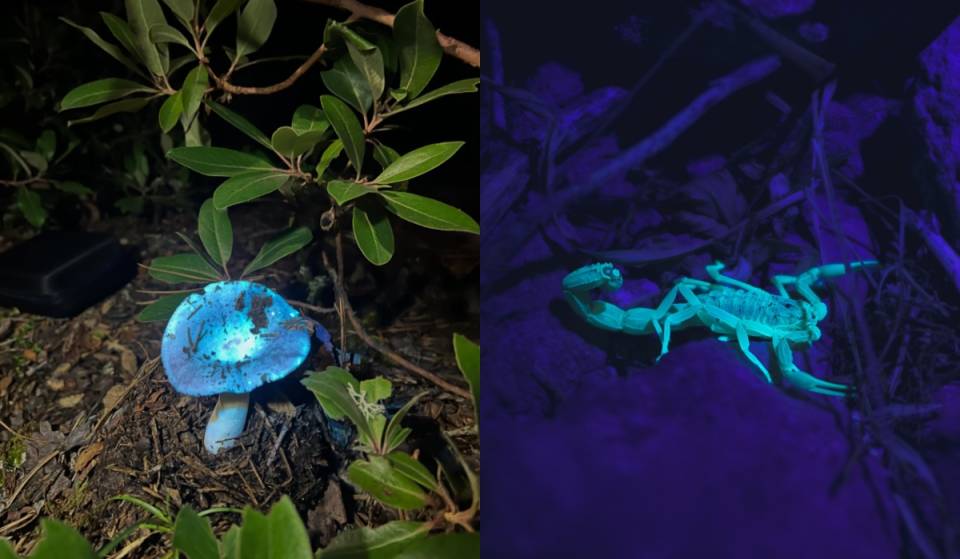 ¡Parece el planeta Pandora! descubre el Bosque Fluorescente que brilla de noche en Querétaro