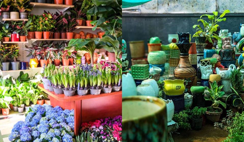 Más de 50 expositores de orquídeas, especies poco comunes y macetas: lánzate a la próxima edición del Plant Fest en CDMX