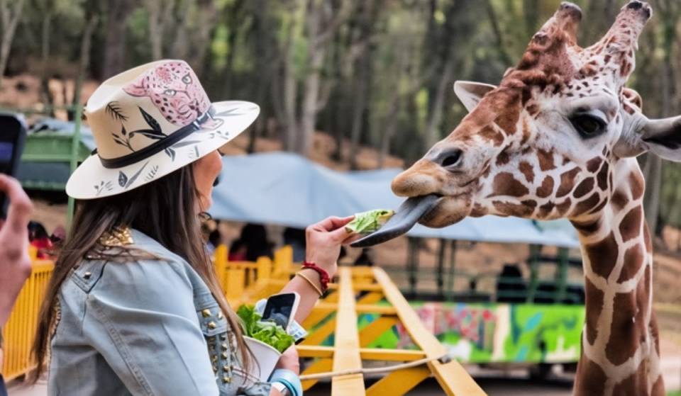 ¿Sacaste 9 o 10 en la escuela? Entras GRATIS a Bioparque México y tu familia paga la mitad