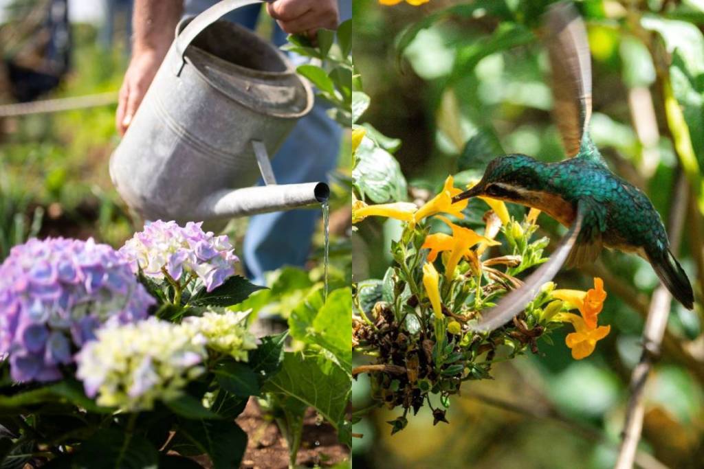 Gardens for Life 2026 Program SEDEMA
