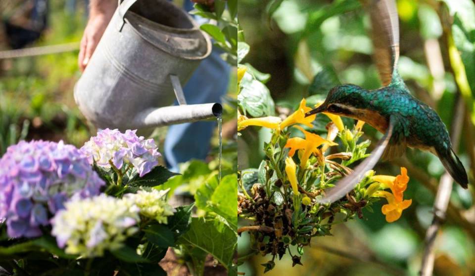Crea tu propio jardín de plantas nativas con especies, cursos e insumos repartidos por la SEDEMA: puedes iniciar con un espacio de 2m²