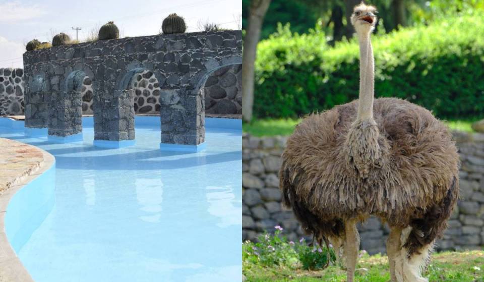 Aguas termales a 38° y zoológico con tigres y avestruces por solo $150 en este Pueblo Mágico de Hidalgo