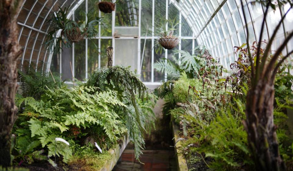¡Plantas y semillas nativas en la UNAM! Regresa el «Sábado Nativo» gratis al Jardín Botánico