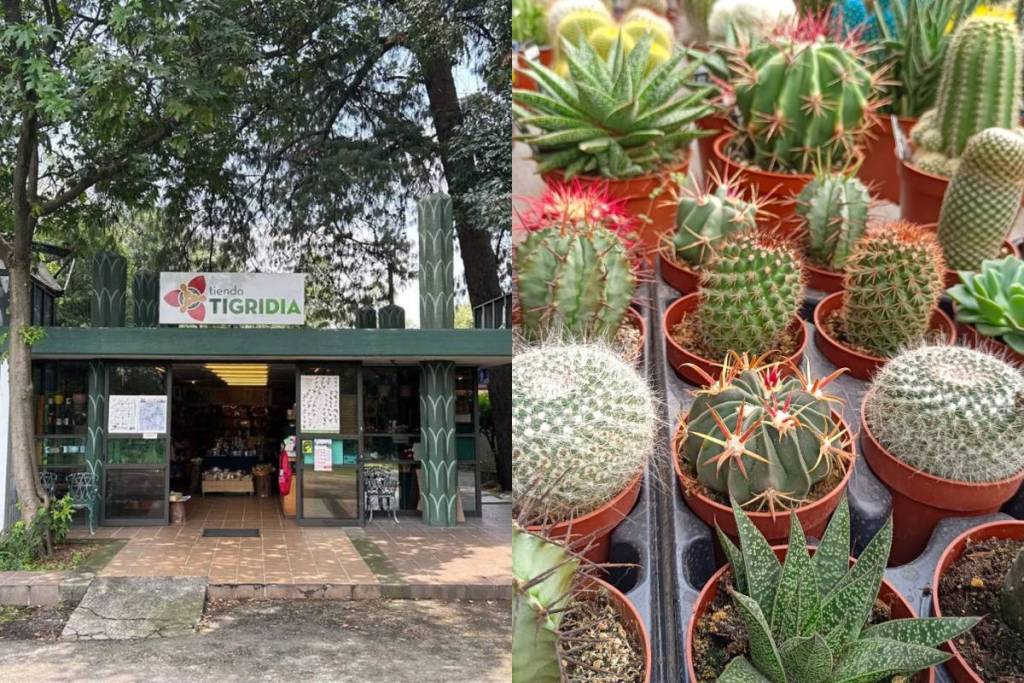 tienda tigridia jardín botánico UNAM