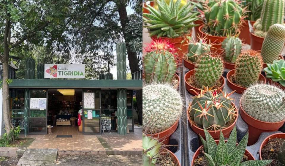 Casi nadie conoce la tienda de suculentas, joyería y piezas de diseño que está escondida en el Jardín Botánico de la UNAM