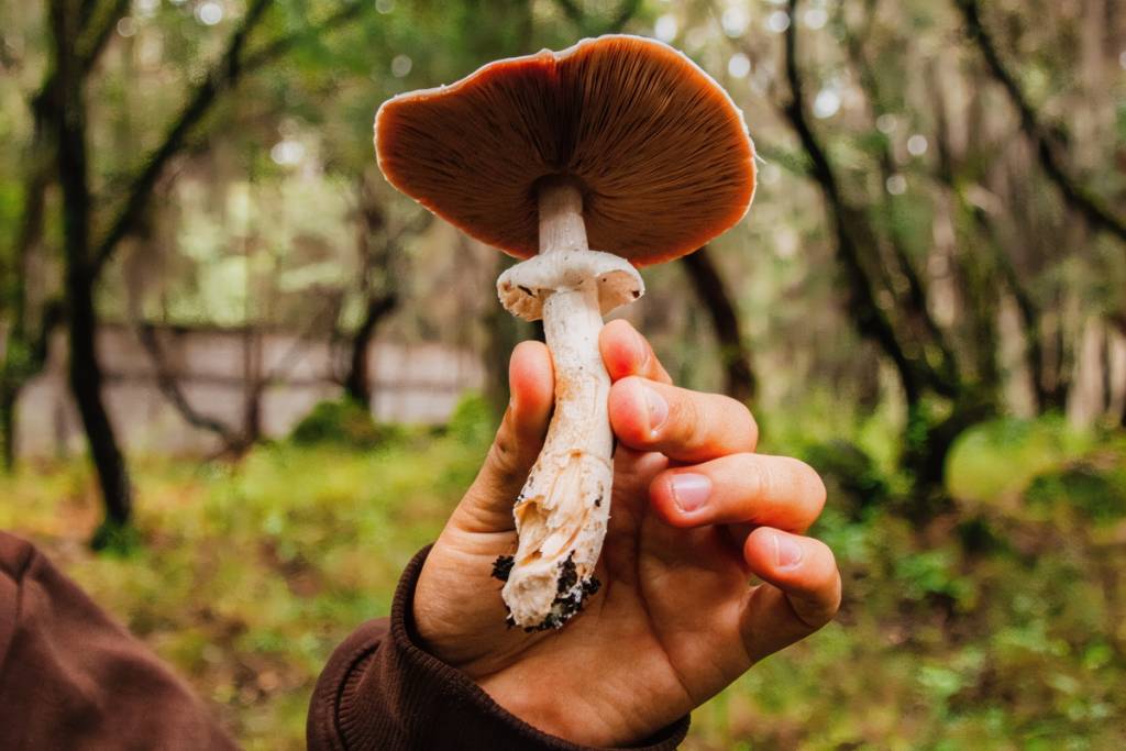 Mushroom Tour in Los Dinamos