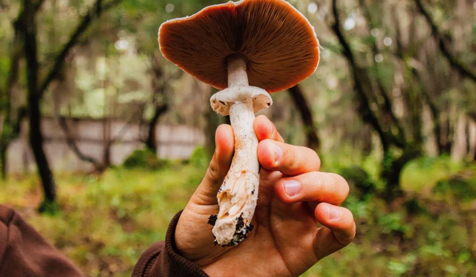 ¡Ruta de hongos en la CDMX! Inician los recorridos de hongos en Los Dinamos