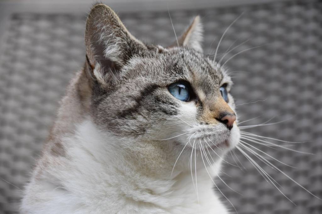 Gato Fest 2026 en CDMX