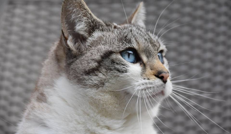 Gato Fest returns to Mexico City this weekend with products for your kitties, concerts, and more! Admission is free.
