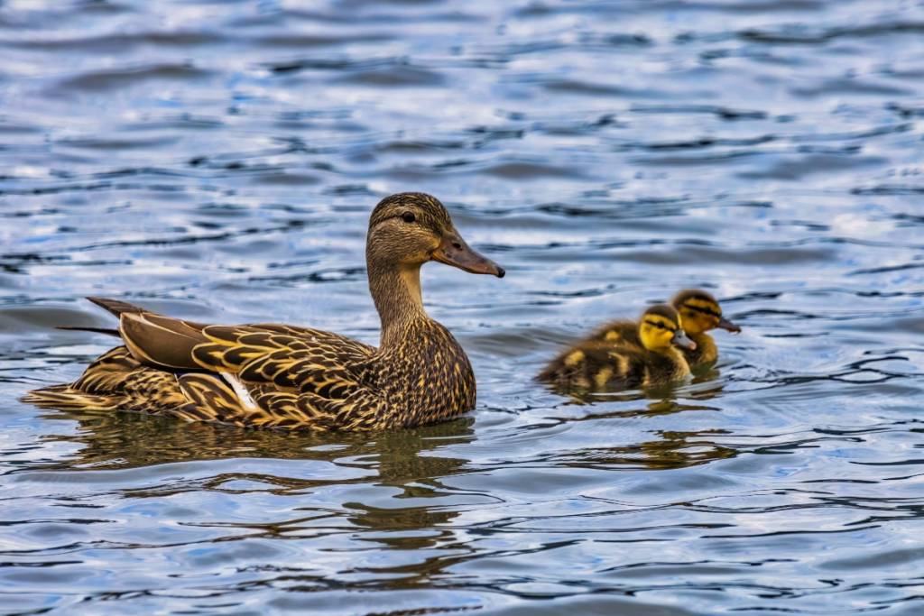 Patos en La Mexicana
