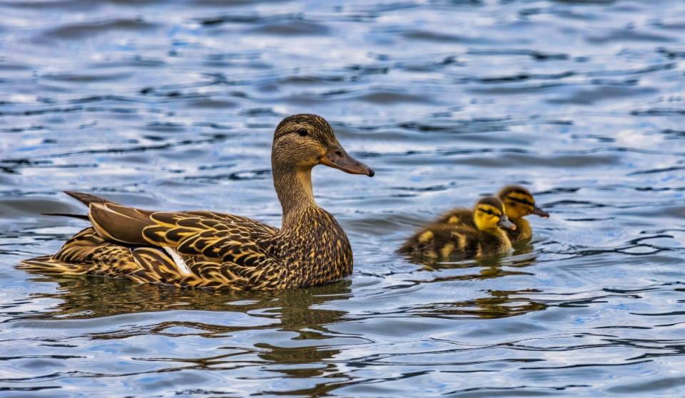 ¡Llegaron de paso y se quedaron! Este lago de CDMX ya es hogar de más de 30 patos silvestres
