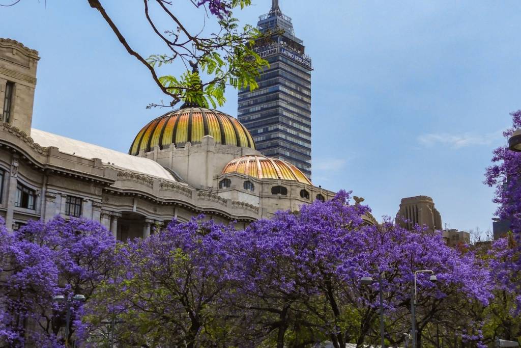Tree-Planting Program in Mexico City