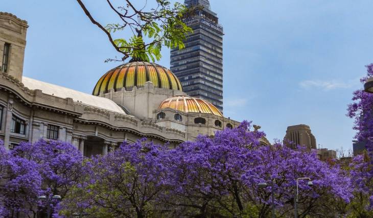Más que Nueva York y Singapur: CDMX busca plantar 1.5 millones de árboles en cinco años