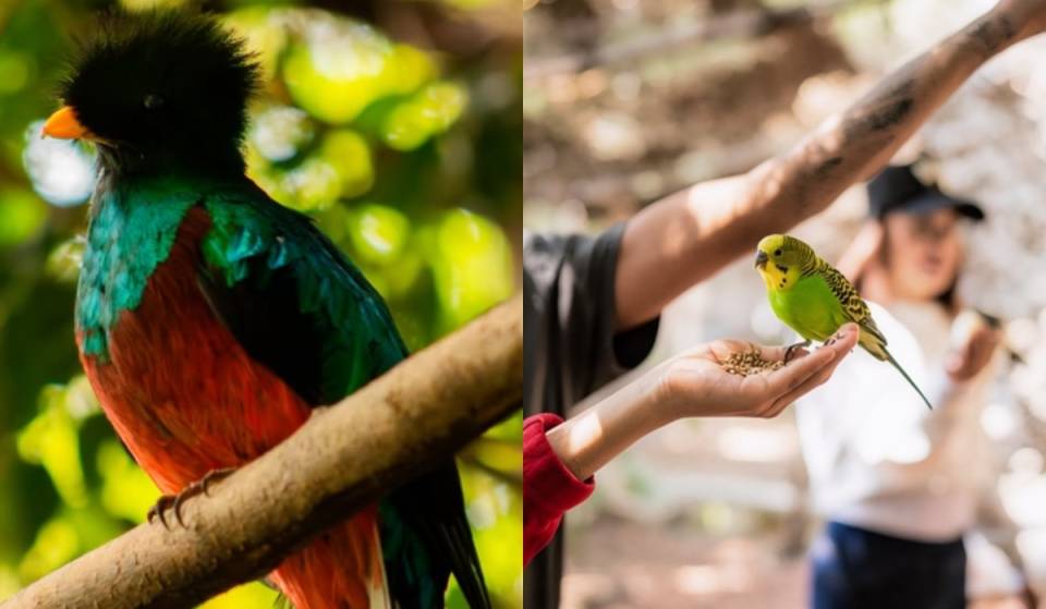 Down from $239 to $150! El Nido, Mexico’s largest aviary, will offer a special price this month
