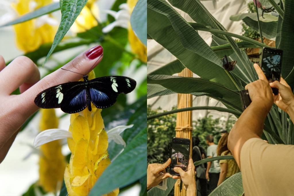 Mariposario en Querétaro