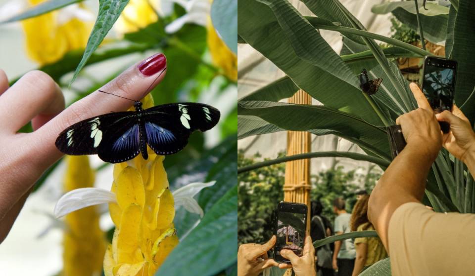 Querétaro prepara el mariposario más grande del Bajío: tendrá laboratorio y criadero