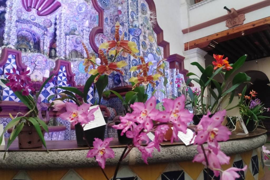 Exposición de orquídeas Museo Casa del Risco 2026