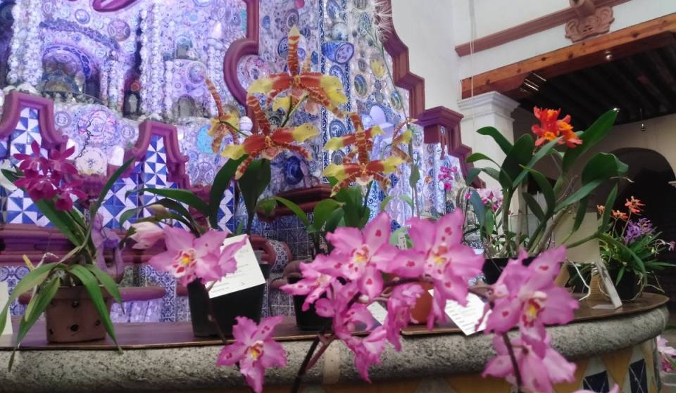 This museum in San Ángel will be bursting with color thanks to an orchid exhibition: you’ll also be able to buy plants
