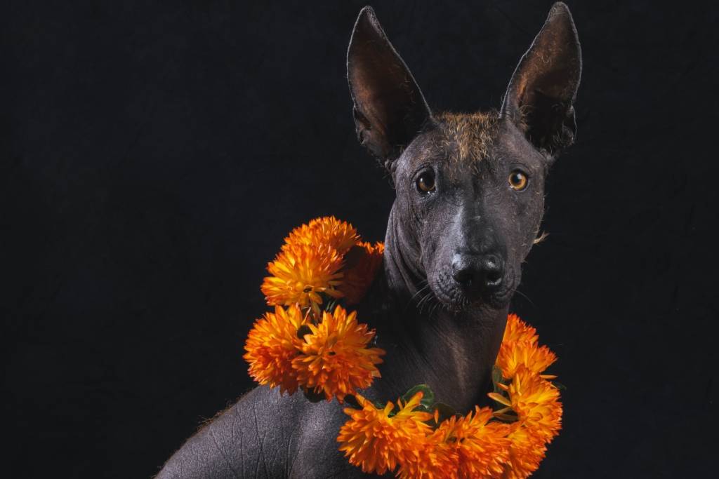 primer festival de perros xolos en el Centro Histórico