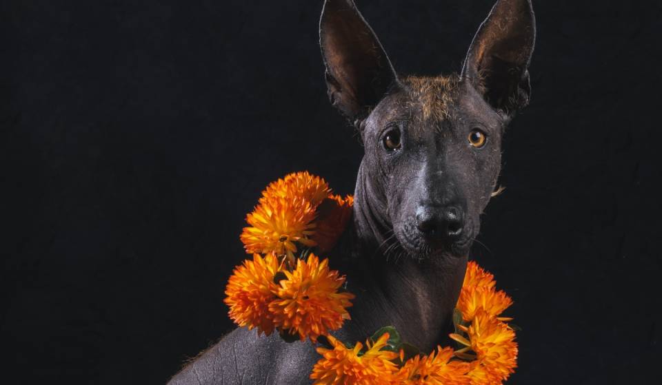 El primer Festival del Perro Xoloitzcuintle llegará al Centro Histórico de CDMX para Día de Muertos