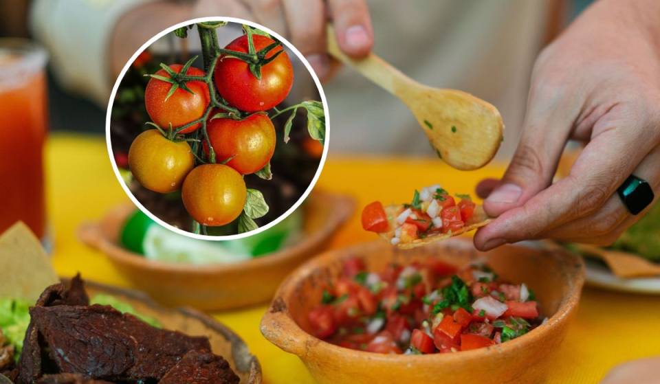 From smoked tomato ceviche to tlacoyos in sauce: sample the diversity of this vegetable at the Tomato Fair in Los Pinos