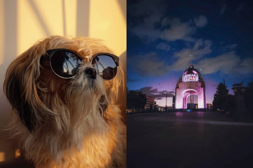 Reunión de Shih Tzus en CDMX