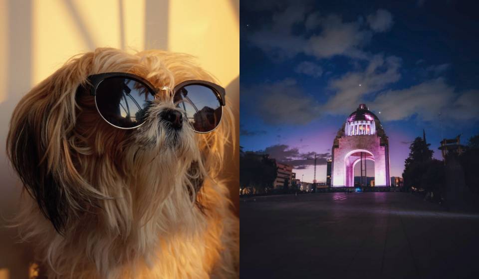 ¡Alerta pet friendly! Habrá una reunión masiva de Shih Tzus en la CDMX