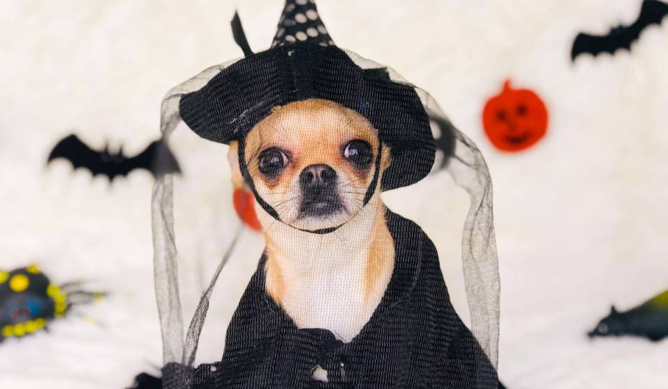 ¡Quieren reunir a más de 120 chihuahuas! Habrá encuentro masivo en Chapultepec este octubre