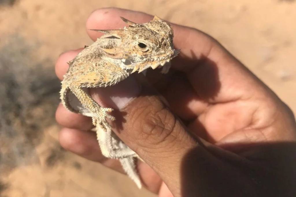 tepayatzin or horned lizard