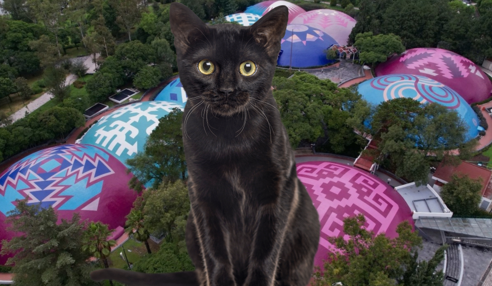 El Día del Gato Negro se celebrará en el Museo de Historia Natural con un divertido taller: conoce las fechas y los horarios