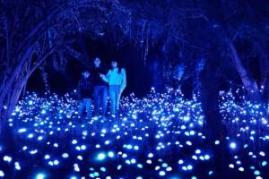 Vuelve a Chapultepec el recorrido nocturno más surrealista: Light Cycles regresa para transformar el bosque con instalaciones de luz y sonido